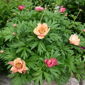 Magical Mystery Tour